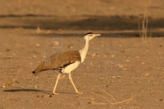 2024-07-25_10-52-13_1