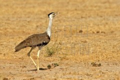 2024-07-25_10-52-37_1