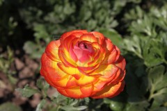 IMG_6069-scaled