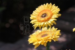IMG_6271-scaled