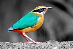 Indian-Pitta