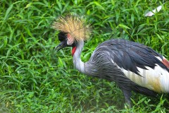 Singapore_DU5A7604s