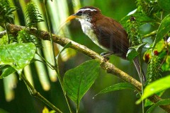 Srilanka_DU5A3570s