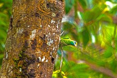 Srilanka_DU5A3935s