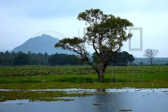 Srilanka_DU5A4237s