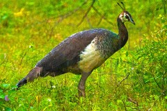 Srilanka_DU5A5264s