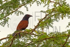 Srilanka_DU5A5518s