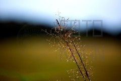 Srilanka_DU5A5785s
