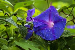 Srilanka_DU5A5873s