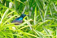 Sundarban_DU5A1230s