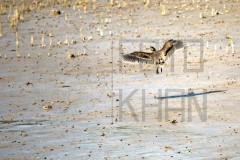 Sundarban_DU5A1270s