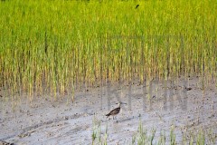 Sundarban_DU5A2061s