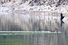 Sundarban_DU5A2158s