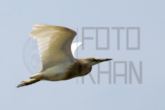 Sundarban_DU5A2502s