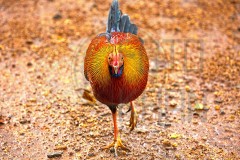 Sundarban_DU5A2943s