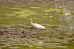 Tadoba_DU5A0021s
