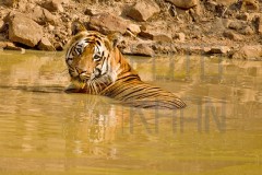 Tadoba_DU5A0114s