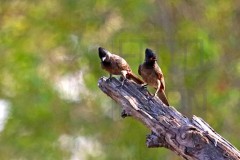 Tadoba_DU5A0278s