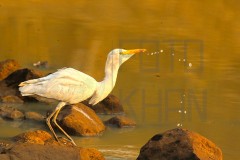 Tadoba_DU5A0320s