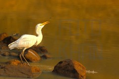 Tadoba_DU5A0321s