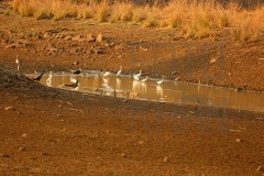 Tadoba_DU5A0342s