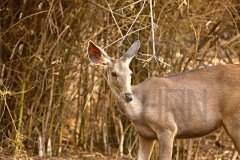 Tadoba_DU5A0348s