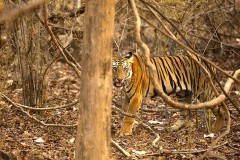 Tadoba_DU5A0356s
