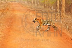 Tadoba_DU5A0395s