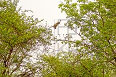 Tadoba_DU5A0443s