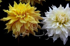 img_6123_8251076945_o