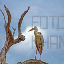 Fotokhan (1997)