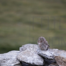 Little-Owl (3)