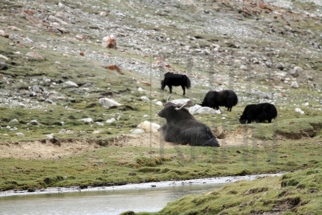 Leh_MG_0549s