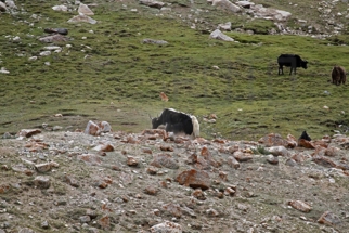 Leh_MG_0562s