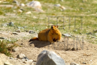 Leh_MG_1392s