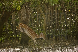 Sundarban_DU5A1303s
