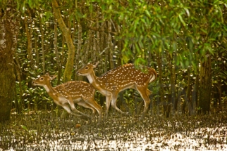 Sundarban_DU5A1317s