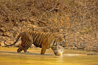 Tadoba_DU5A0170s