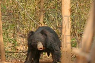 Tadoba_DU5A0476s