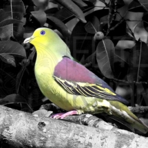 Green_Pigeon