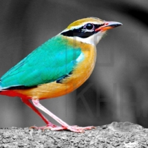 Indian Pitta